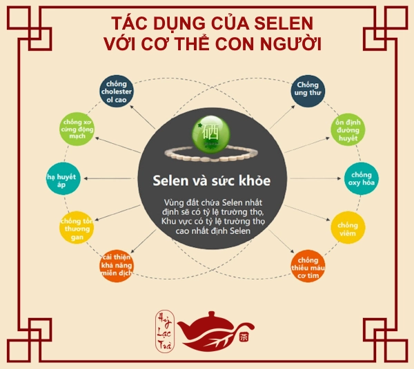 tác dụng của Selen với cơ thể con người - Hỷ Lạc Trà